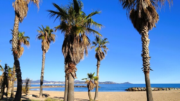 A beach with palm trees and a clear blue sky.