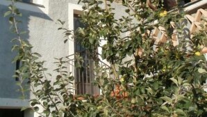 A stone building with multiple windows and a balcony. - Canneto by Interhome (Marina di Andora)