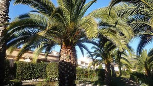 Ein angelegter Garten mit Palmen und einem gepflasterten Weg.