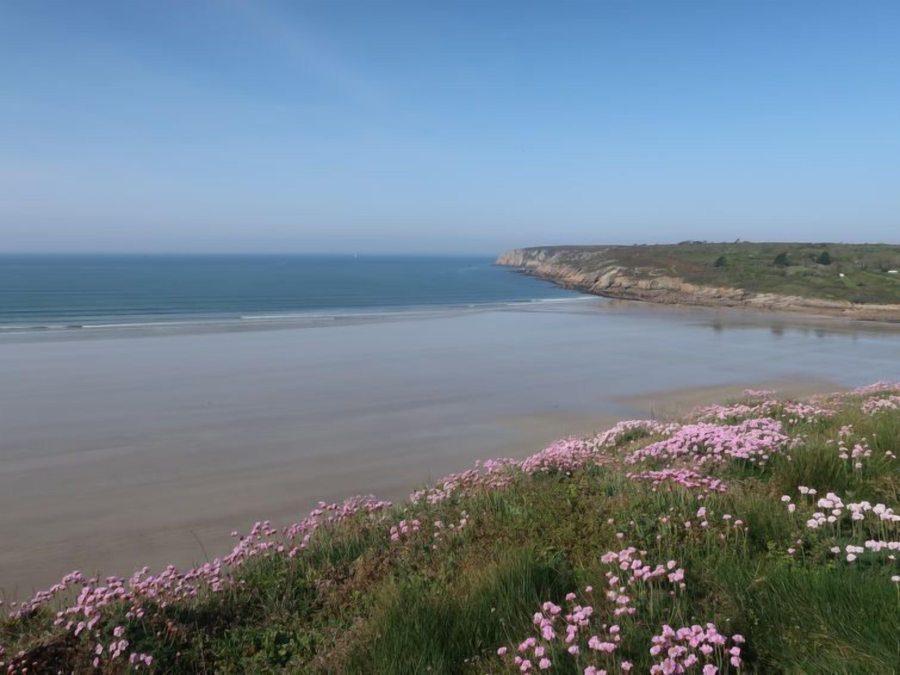 Paisaje costero con playa, acantilados y flores rosadas al frente.