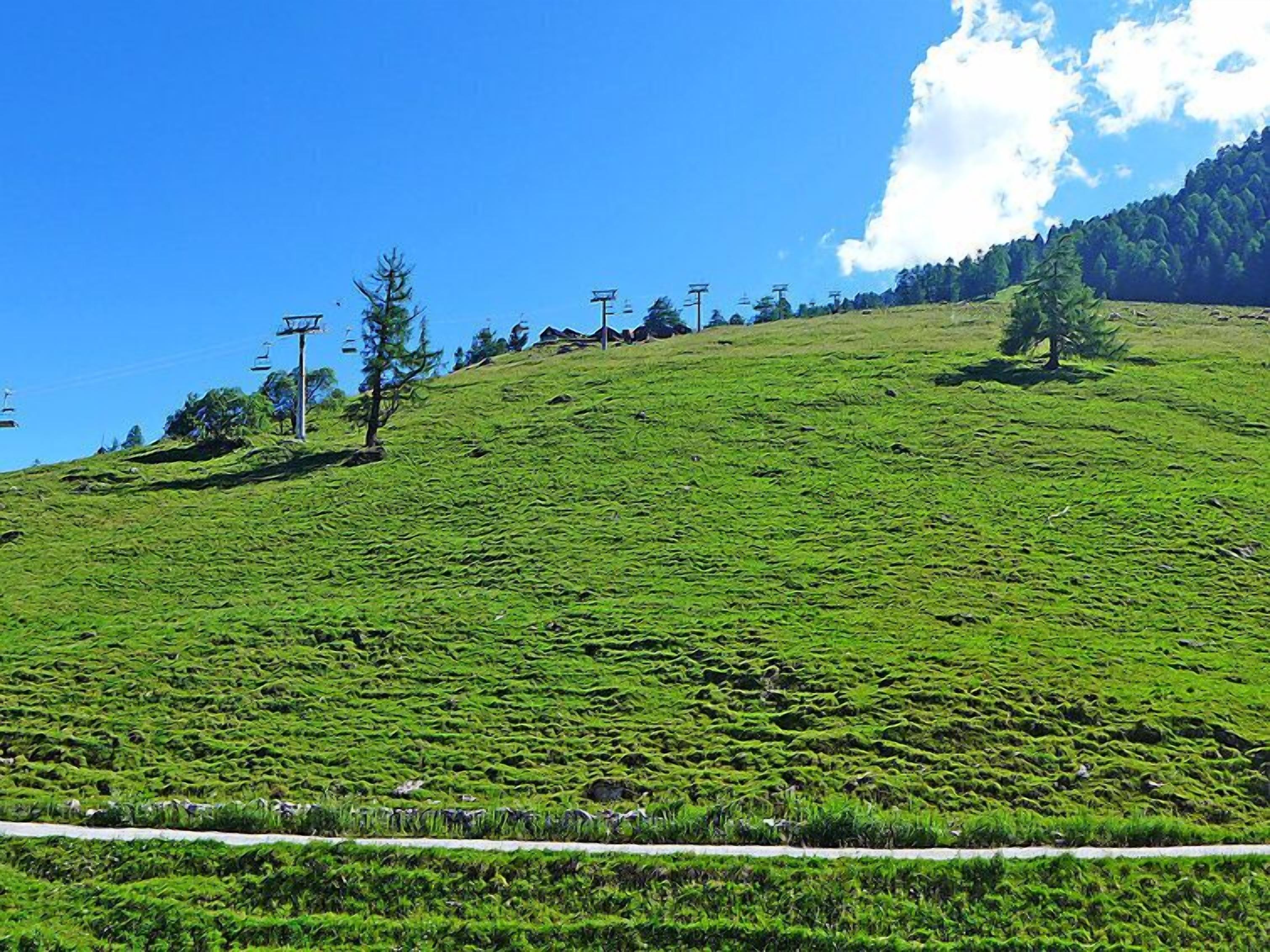A green hillside with a clear sky, a road, and a few trees.