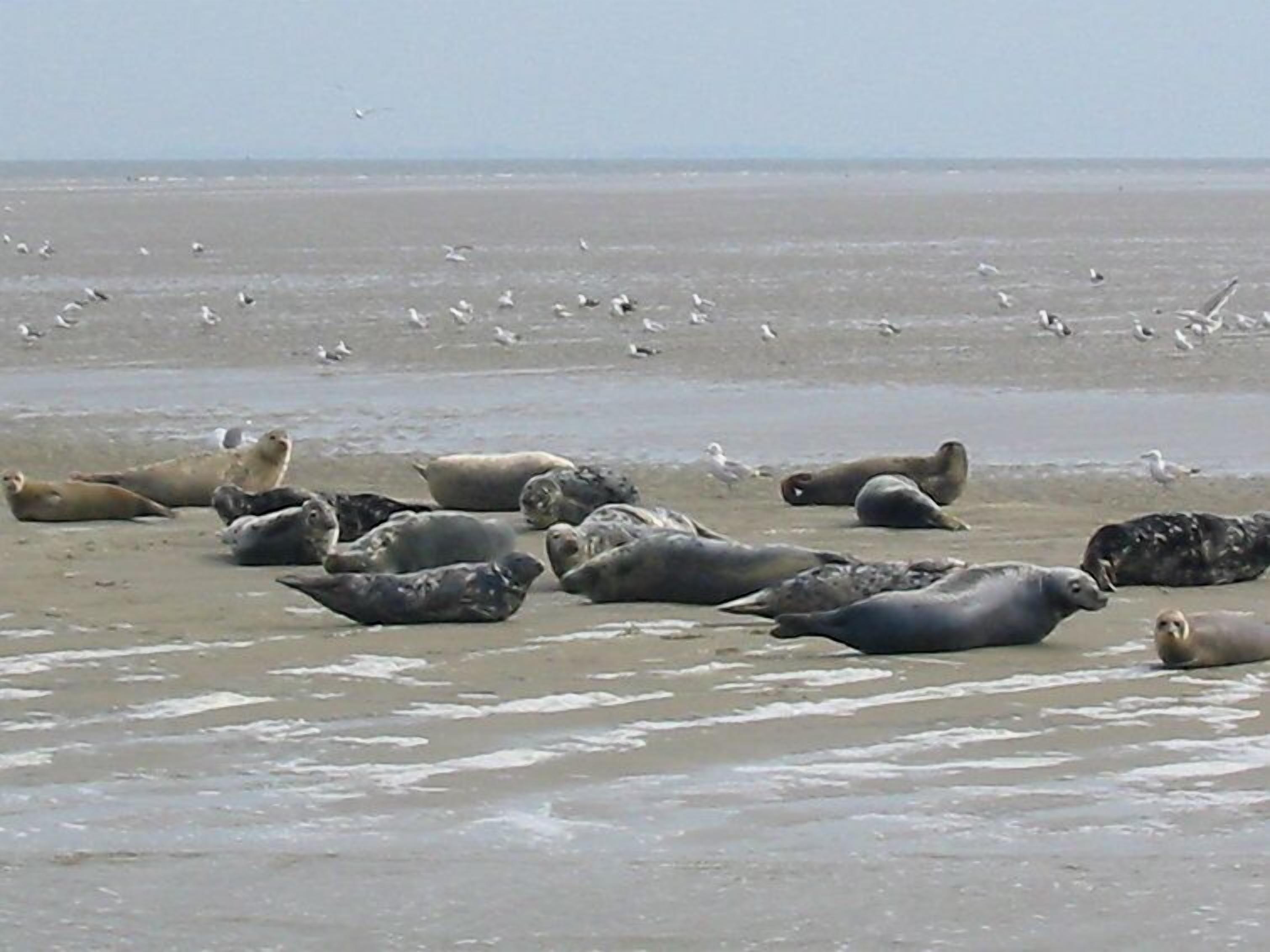 Ein Strand mit vielen Robben und Möwen.