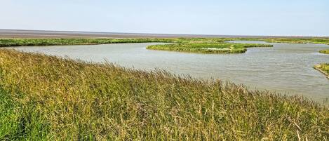A river meandering through a marshy landscape with grassy banks.