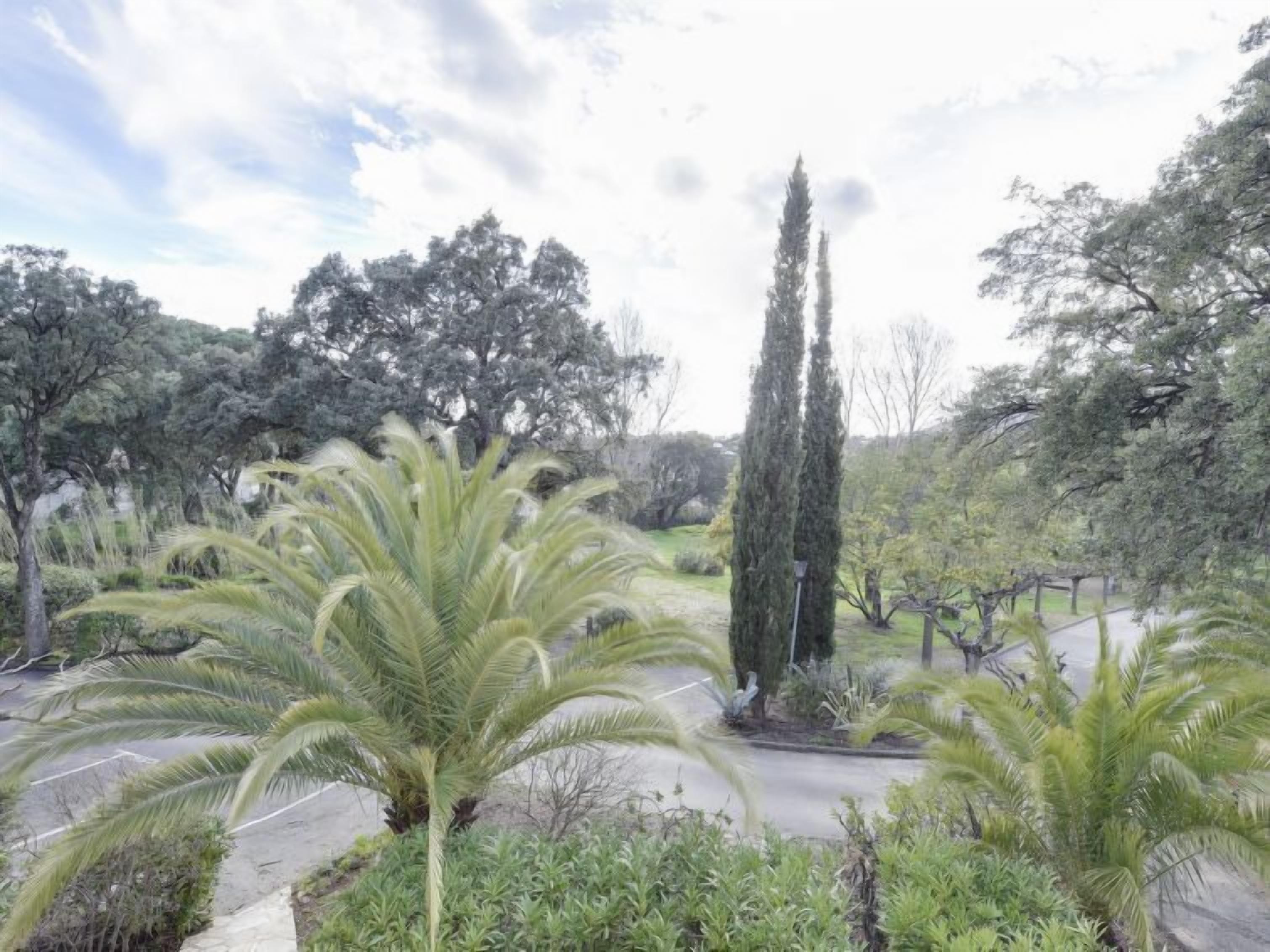 A garden with palm trees and a tall cypress tree.