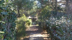 Un sentier bordé d’une végétation luxuriante et d’arbres.