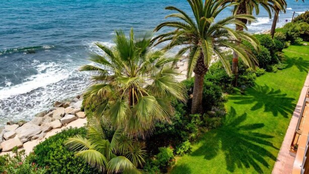A coastal view with palm trees and a clear sky.