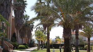 A pathway lined with palm trees and a building with a tiled roof. - Apartment Keops by Interhome (Oliva)