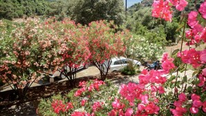 Un jardín con flores rosadas y un coche blanco estacionado al fondo.