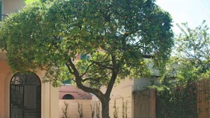 A courtyard with a tree, a building with a white facade, and a wooden fence. - Apartment Milano by Interhome (Forte dei Marmi)