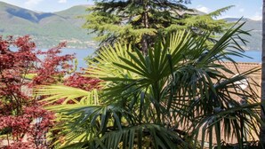 A view of a mountainous landscape with a large coniferous tree and palm-like plants in the foreground.