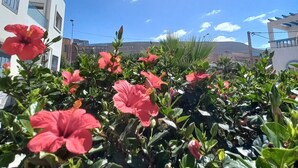 A garden with red flowers and a clear blue sky. - Town house in Aglou Plage "chez Laurent": Ocean and Mountain  (Unknown)