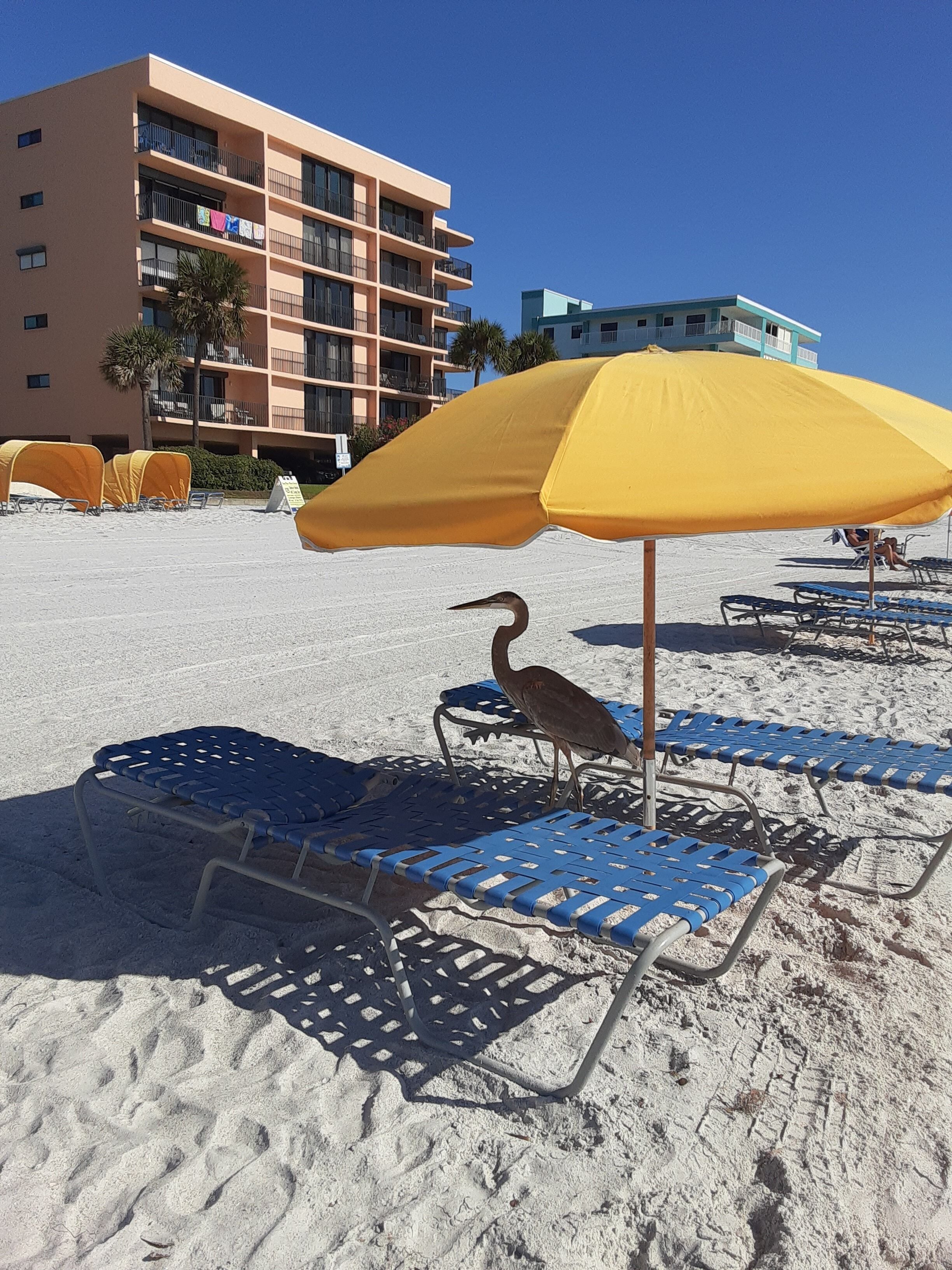 Playa en los alrededores y toallas de playa 