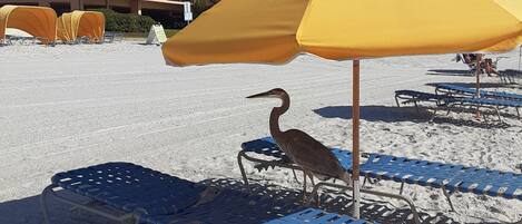 In Strandnähe, Strandtücher