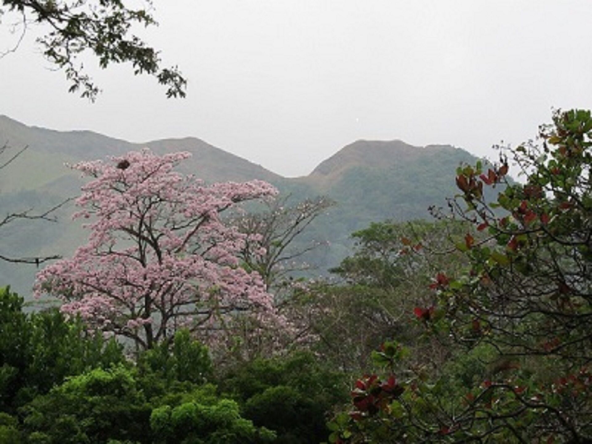 Paisagem com uma cerejeira em destaque no primeiro plano, rodeada por vegetação densa e colinas ao fundo.