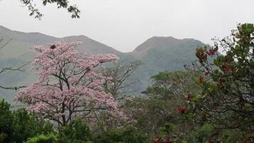 Paisagem com uma cerejeira em destaque no primeiro plano, rodeada por vegetação densa e colinas ao fundo.