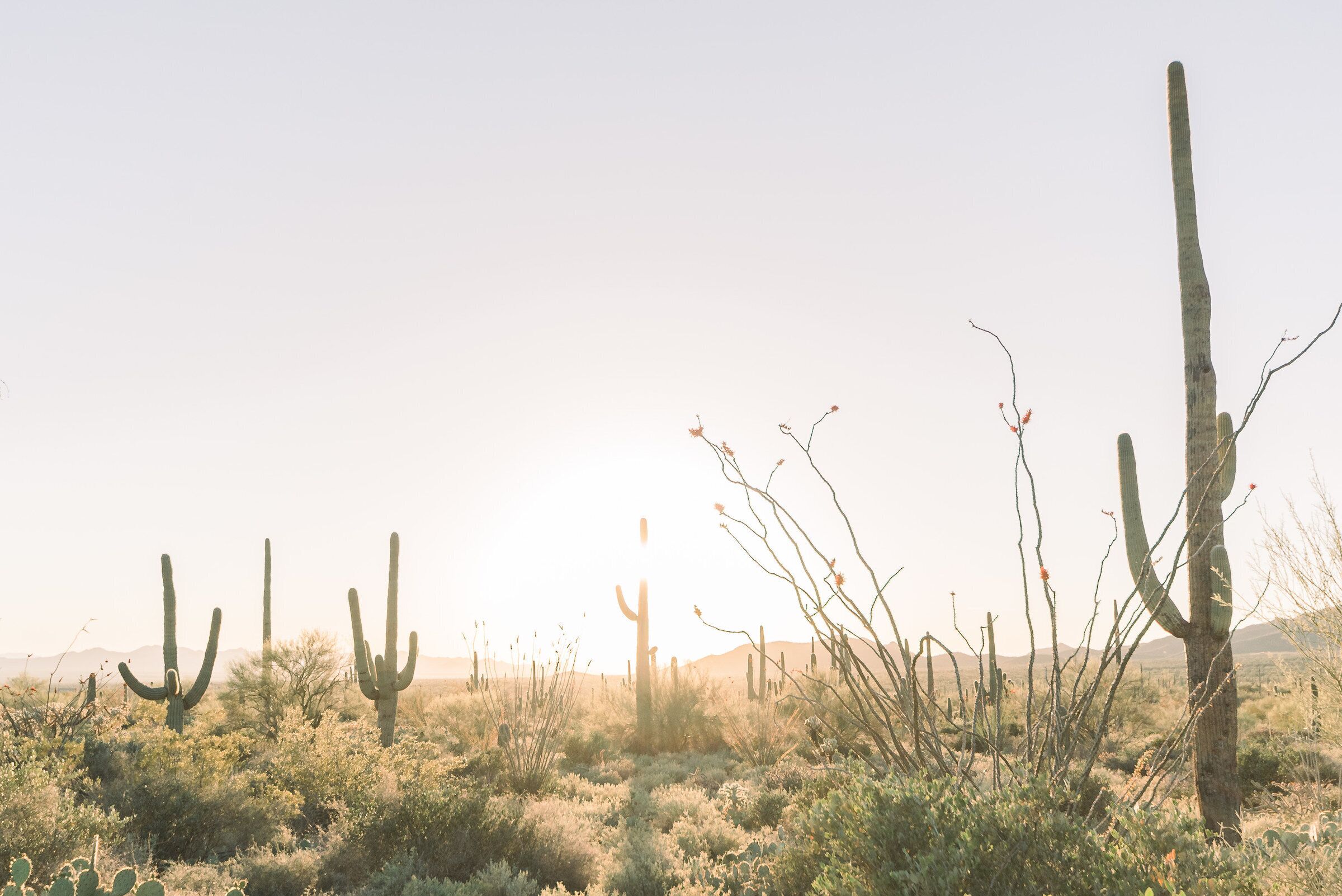 A desert landscape with multiple cacti and sparse vegetation under a clear sky.
