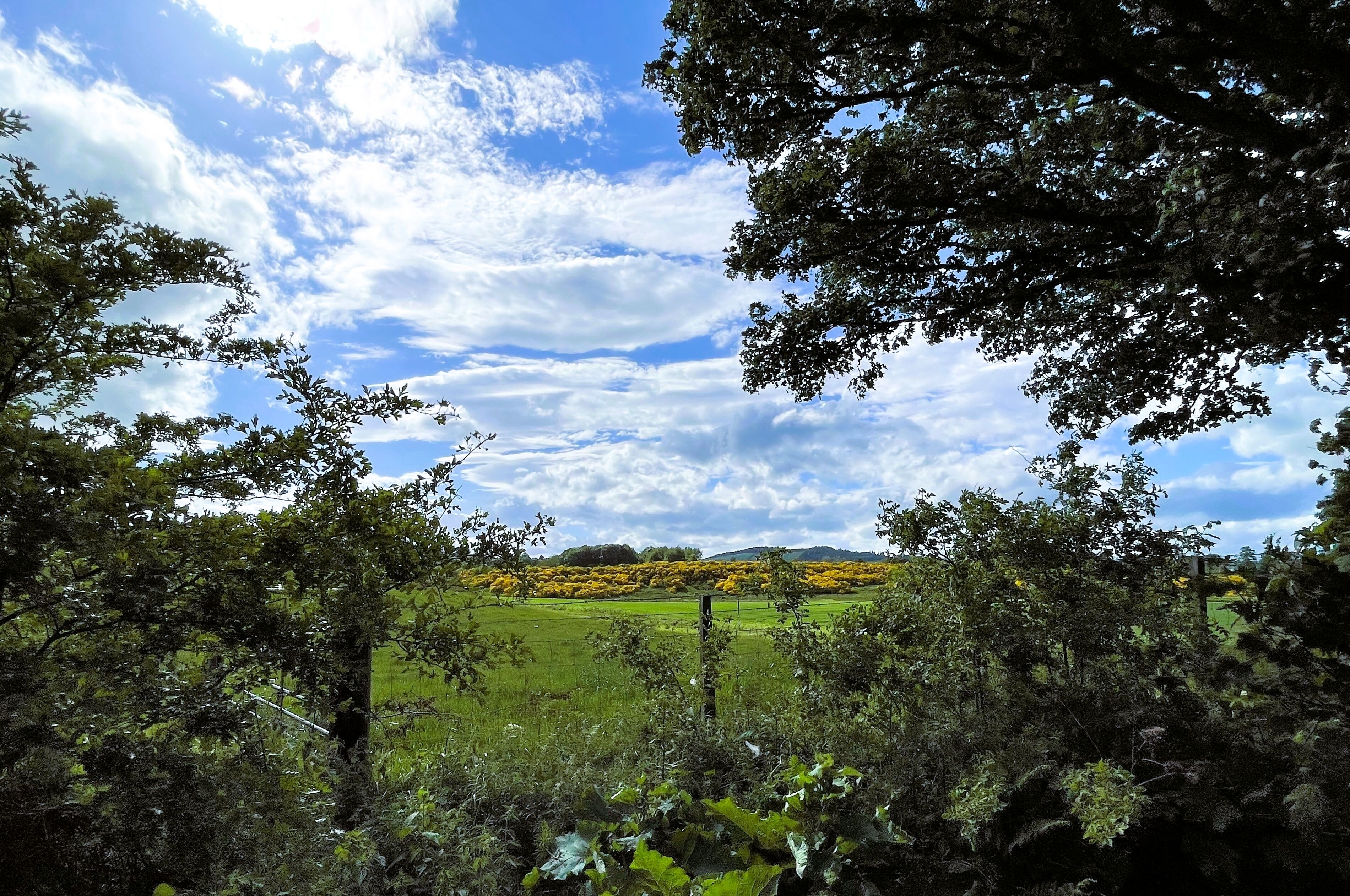 A landscape with a field, trees, and a clear sky.
