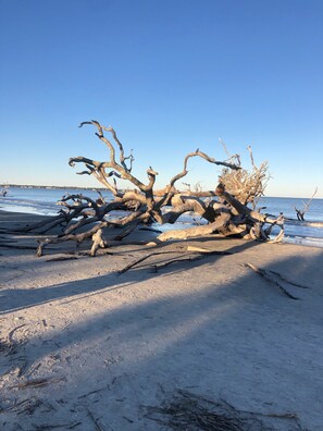 Une plage avec un grand arbre abattu.
