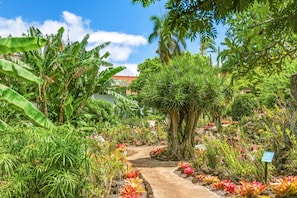 A garden pathway surrounded by various tropical plants and a large tree.