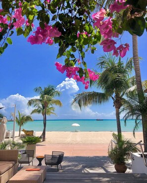 A beachside patio with outdoor seating, palm trees, and a view of the ocean.