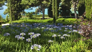Een tuin met verschillende bomen en een waterpartij op de achtergrond.
