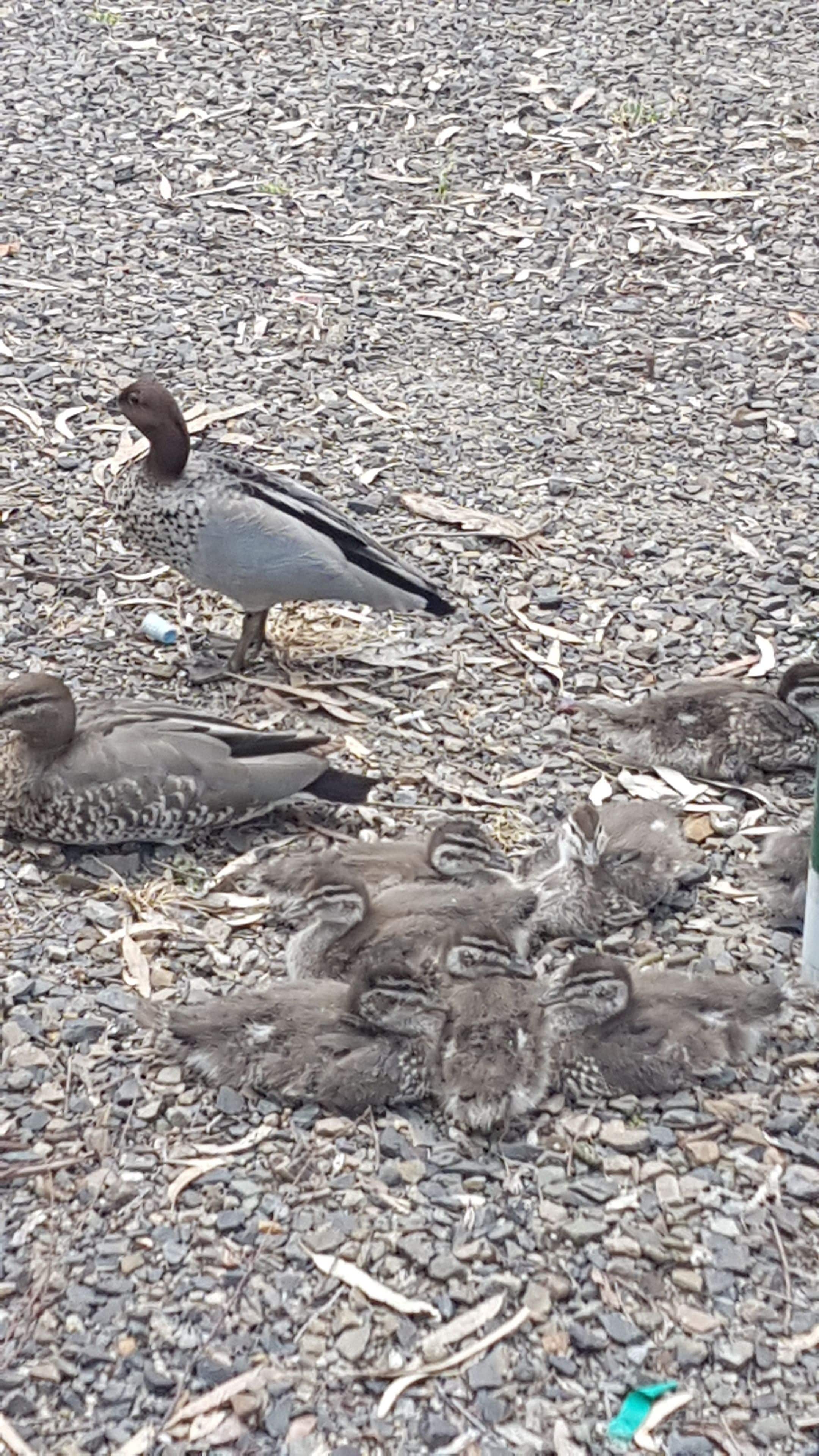 A ground covered with small pebbles and debris, with several birds, including a duck and chicks, visible.