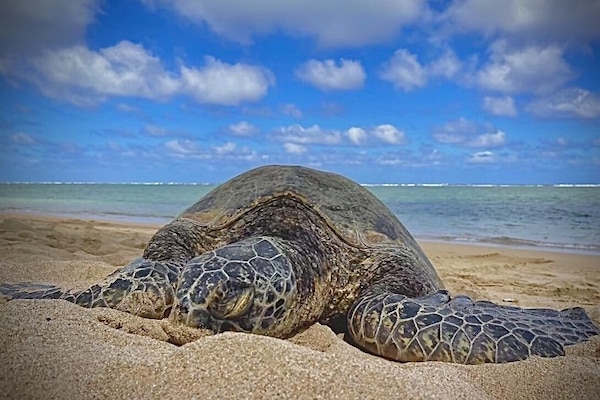 Turtles every day and night.