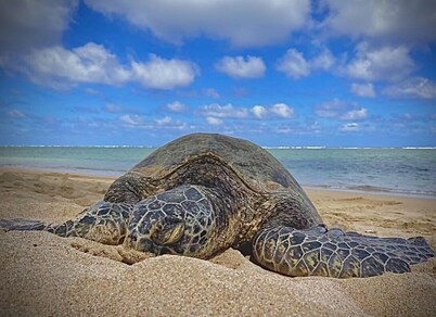 Turtles, Swim Beachfront Ocean view, New bigger AC. Wash-dryer in unit, parking