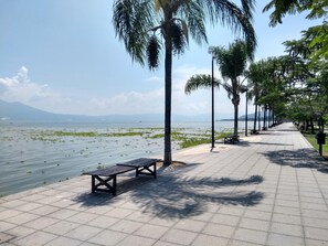 A paved walkway with benches and palm trees along a waterfront.