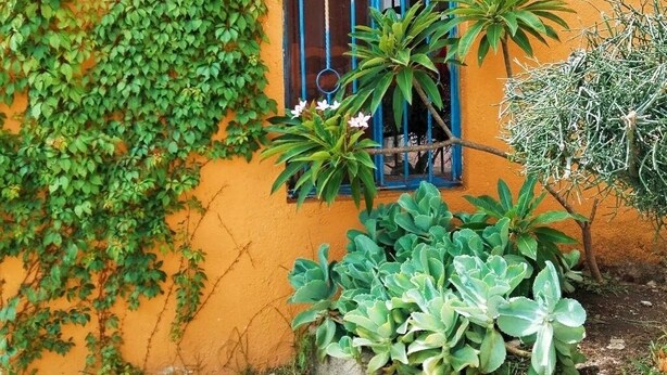 Una ventana con barras azules, una pared amarilla y plantas verdes.