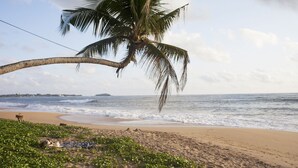 A beach with a palm tree, sandy shore, and ocean waves. - Beachfront villa with pool and full staff (Maggona)