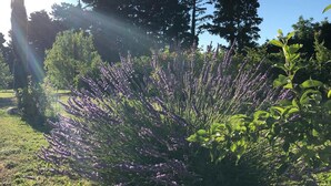 Un jardín con plantas de lavanda y árboles altos bajo un cielo despejado.
