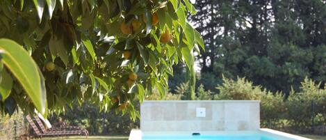 A swimming pool with a tiled edge, surrounded by a well-maintained lawn and a variety of trees.