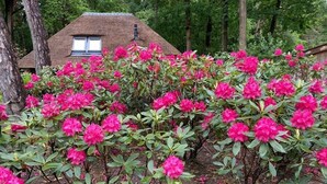 Une maison avec un toit de chaume et une fenêtre, entourée d’une végétation dense parsemée de fleurs roses.