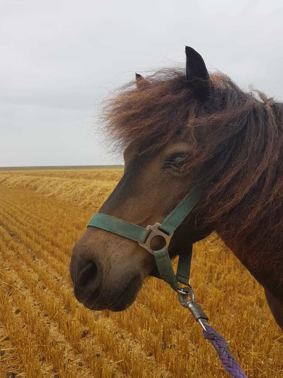 A horse with a green halter in a field of golden crops.