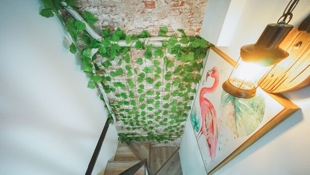 A staircase with wooden steps and a wall covered in green ivy. - Shanghai Rainbow No.35 (Shanghai)