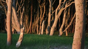 A dense cluster of trees with bare branches, a grassy ground, and a fallen tree trunk. - Cozy apartment with colored clay plaster, forest-quiet site (Prerow)