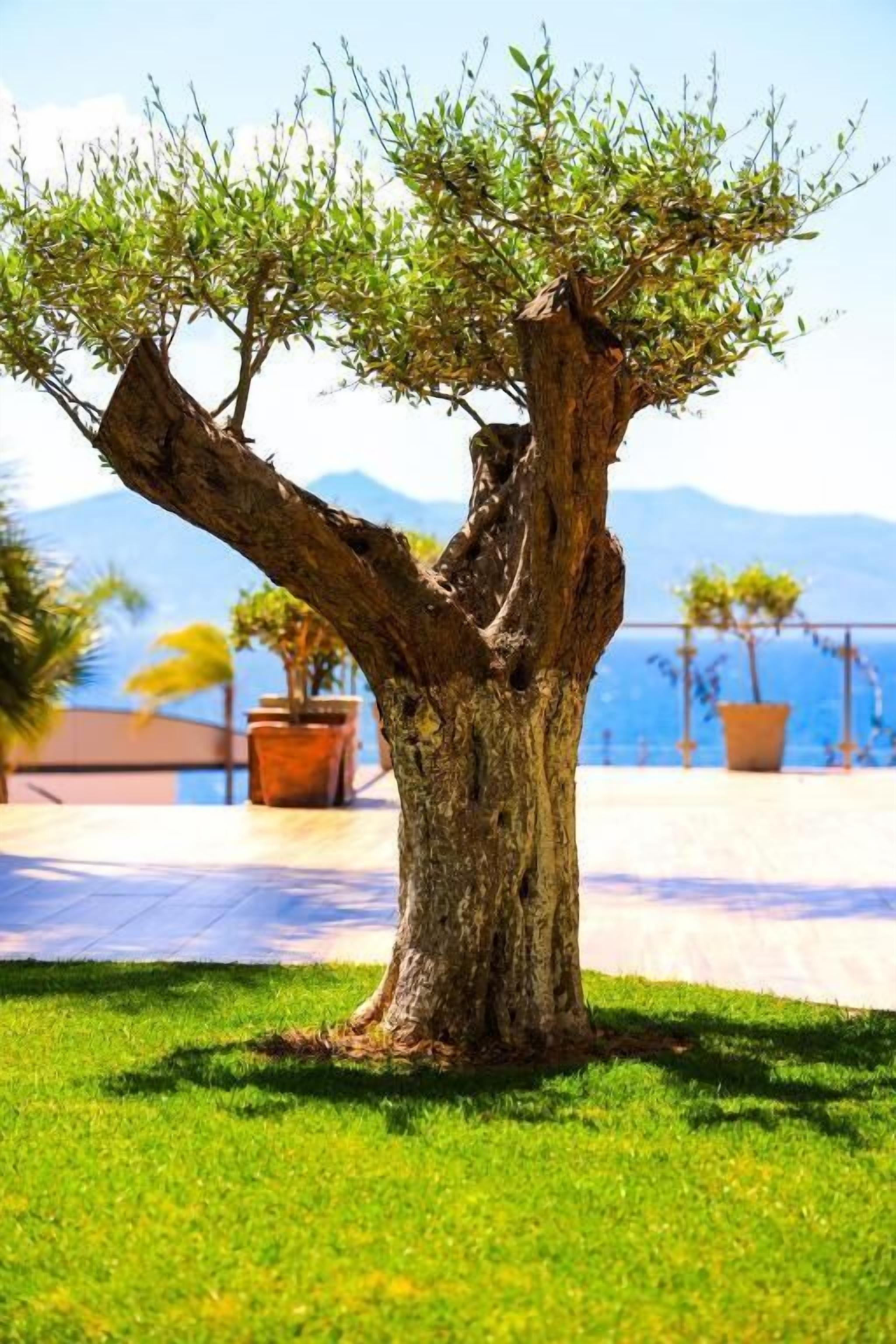 A tree with a thick trunk and sparse foliage, set against a backdrop of a clear sky and distant mountains.