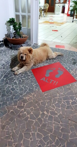 Pet-friendly - B&B Cappotto Civico 48 (Pompei)