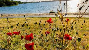 A field of red poppies in front of a lake with a sandy beach and a line of trees in the background. - Hotel du Lac d'Arjuzanx (Morcenx-la-Nouvelle)