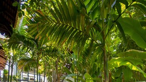 Garden - The Nature (Siem Reap)