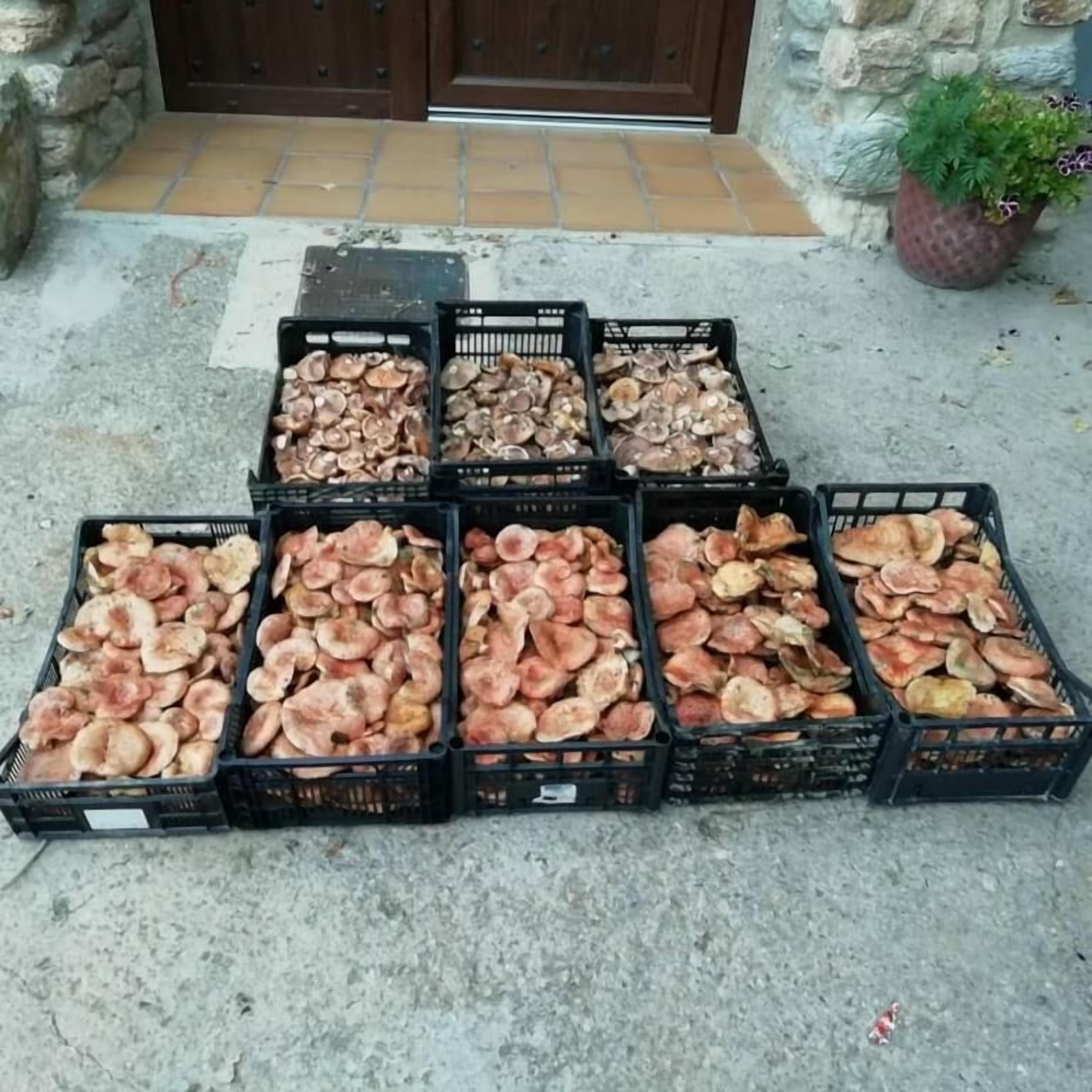 Una exhibición de varios hongos en cajas negras, dispuestos sobre una superficie de concreto frente a una pared de piedra y una puerta de madera.