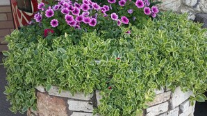 Un bac à fleurs en pierre, orné de feuillage vert et de fleurs violettes.