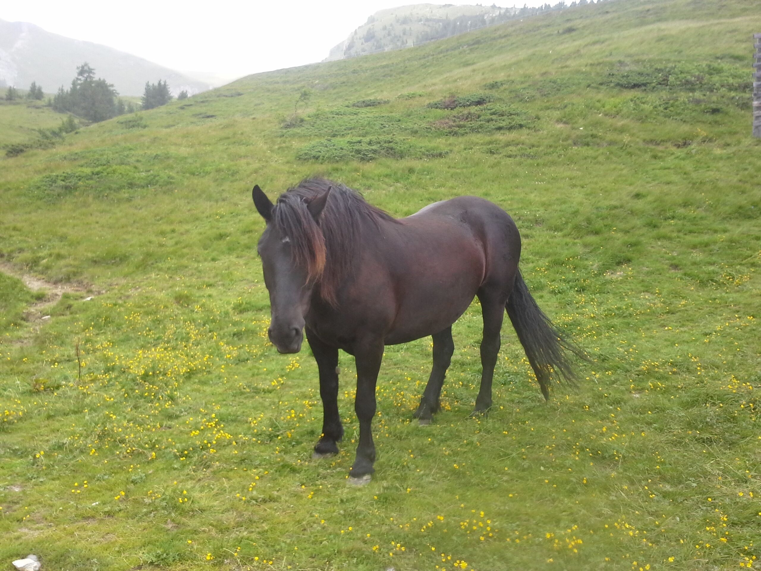A horse standing in a grassy field with yellow flowers.