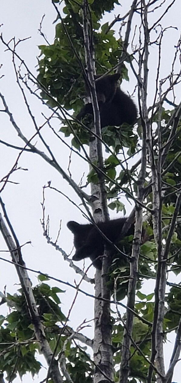 A tree with two bears climbing it. - 1 MILE TO MOUTH OF KENAI RIVER! (Kenai)