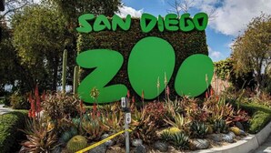 A sign for the San Diego Zoo with large green letters and a backdrop of cacti and succulents.