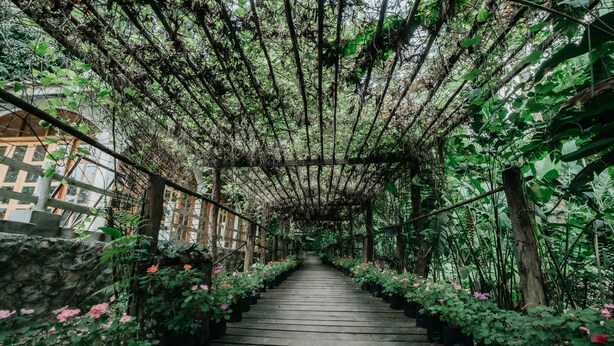 Una escalera de madera cubierta rodeada de exuberante vegetación y plantas en macetas.