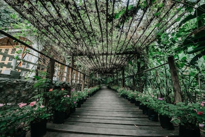 Luxury Camp@Green Jungle Park