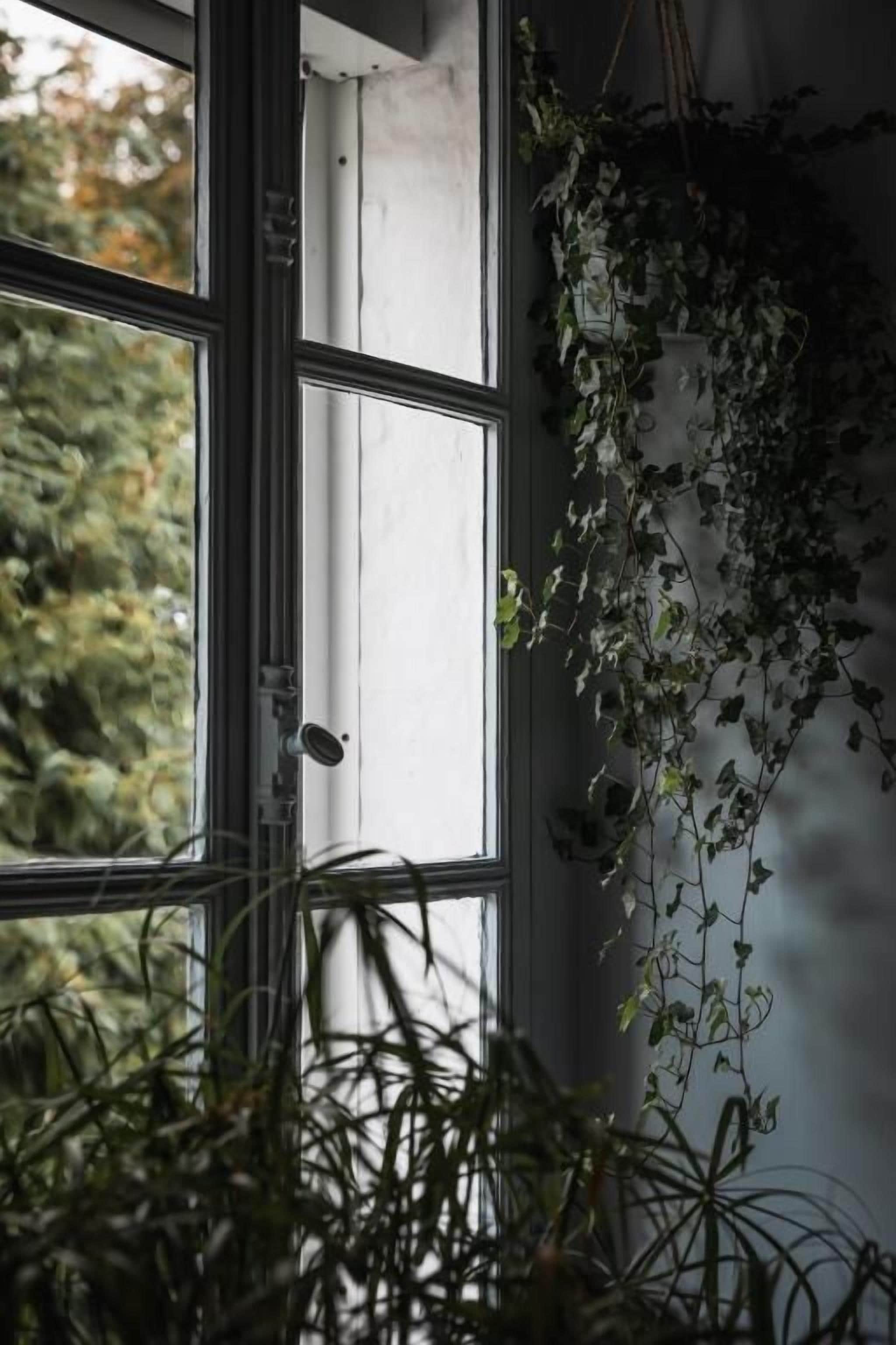 A window with a view of greenery outside, a white wall, and a plant hanging on the wall.