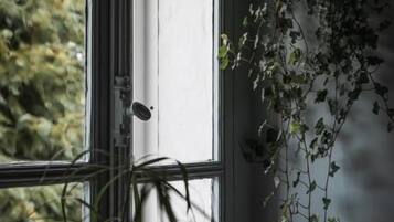 A window with a view of greenery outside, a white wall, and a plant hanging on the wall.